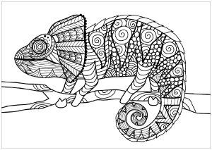 Chameleons and lizards