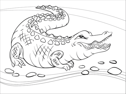 Alligator coloring page free printable coloring pages