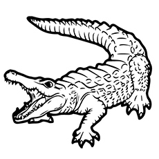 Top free printable alligator coloring pages online