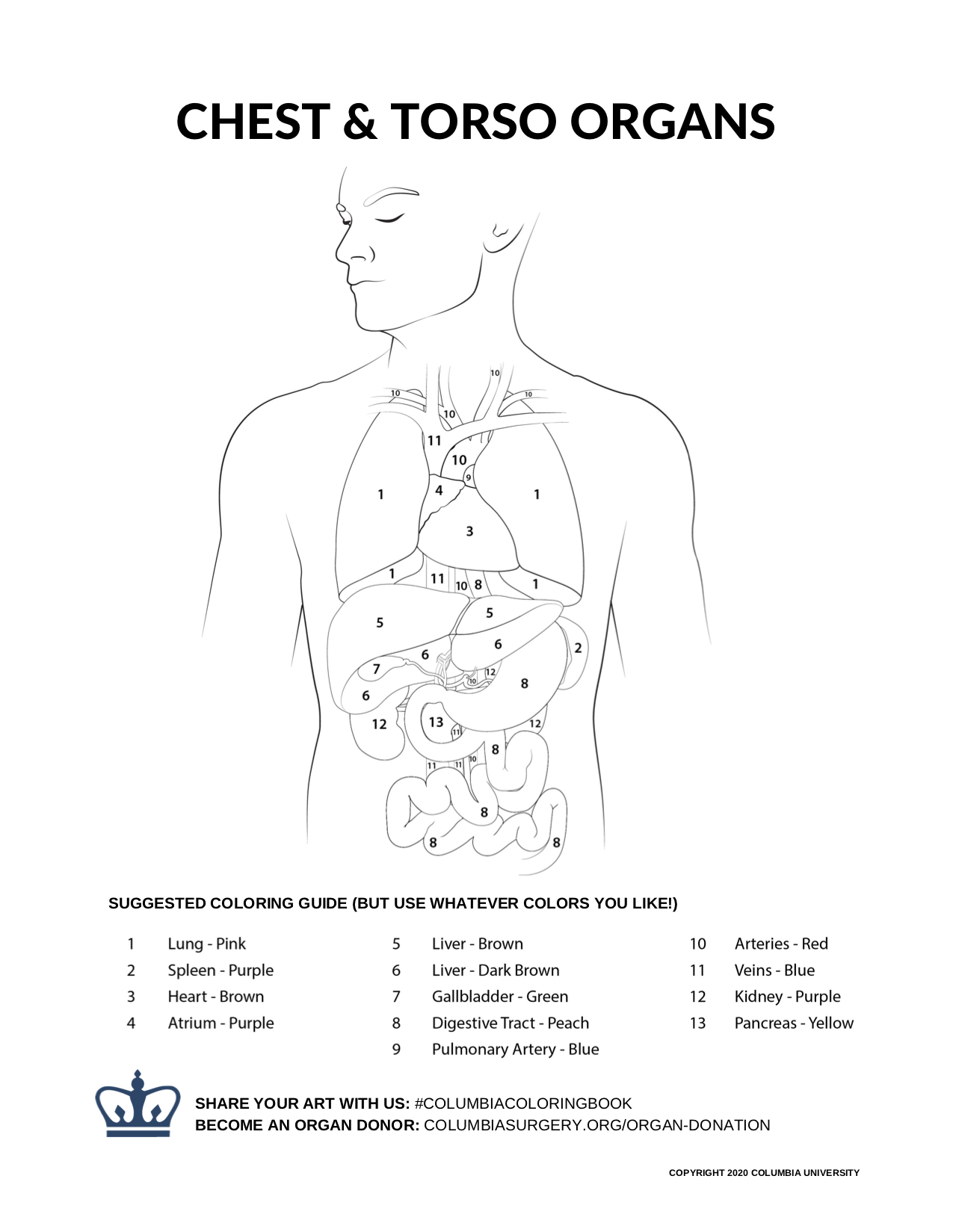 Columbia surgery on x heres something to keep the kids occupied for a bit we made an organ anatomy coloring book donatelifemonth get a printable pdf straight to your inbox httpstcofmfklukfk and