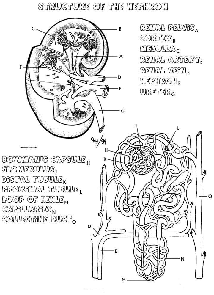 Anatomy coloring pages printable for free download