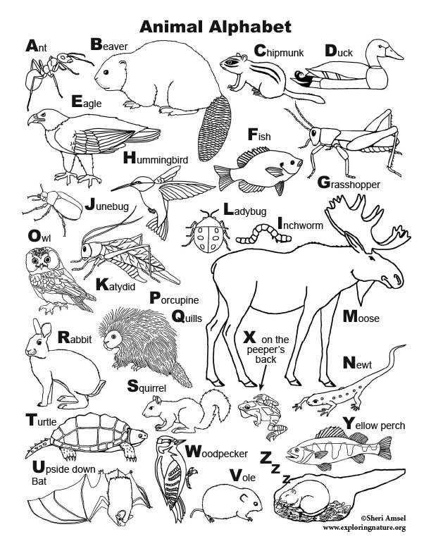 Animal alphabet coloring page