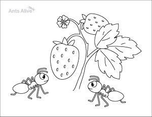 Ant coloring and activity pages for kids