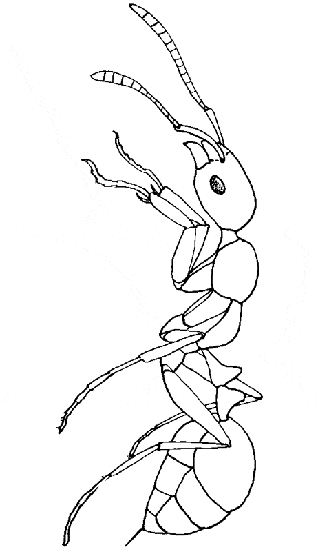 Fire ant coloring page