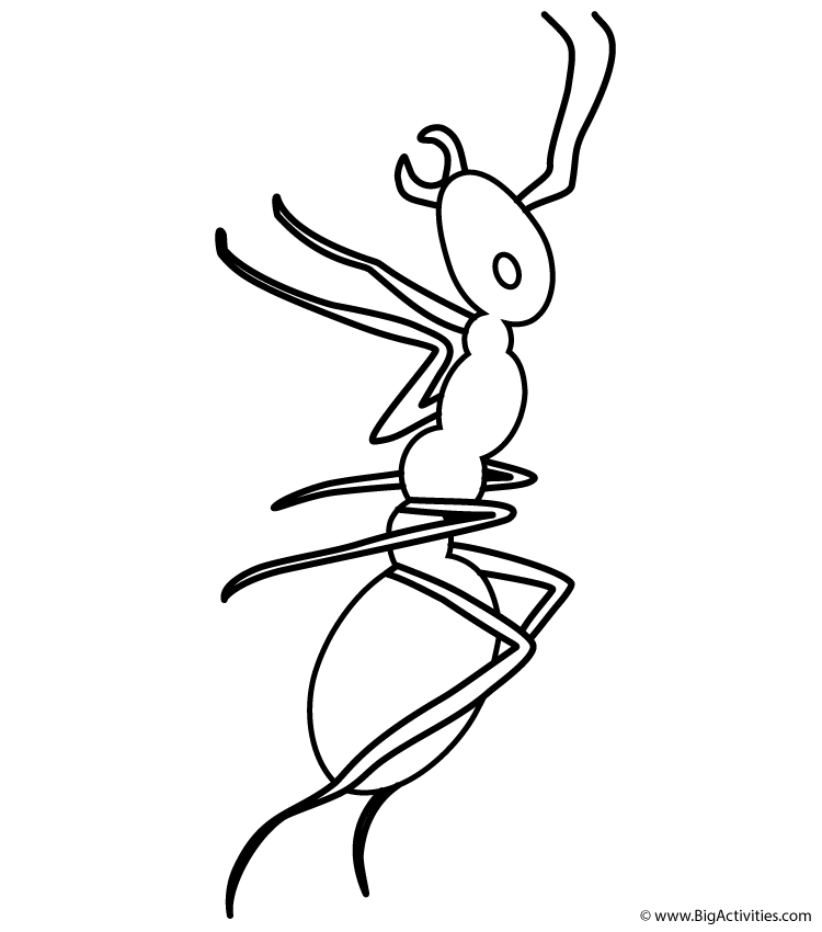 Ant
