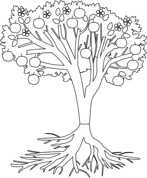 Apple tree coloring page stock illustrations royalty