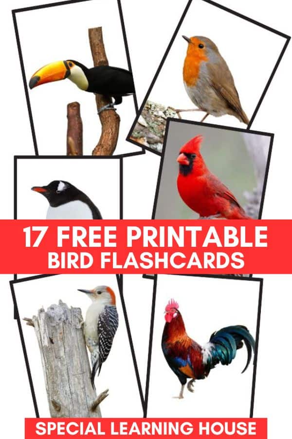 Free printable bird flashcards