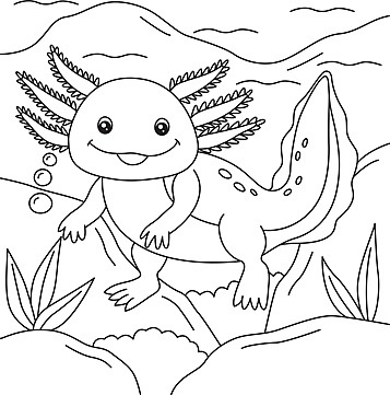 Axolotl coloring page png transparent images free download vector files