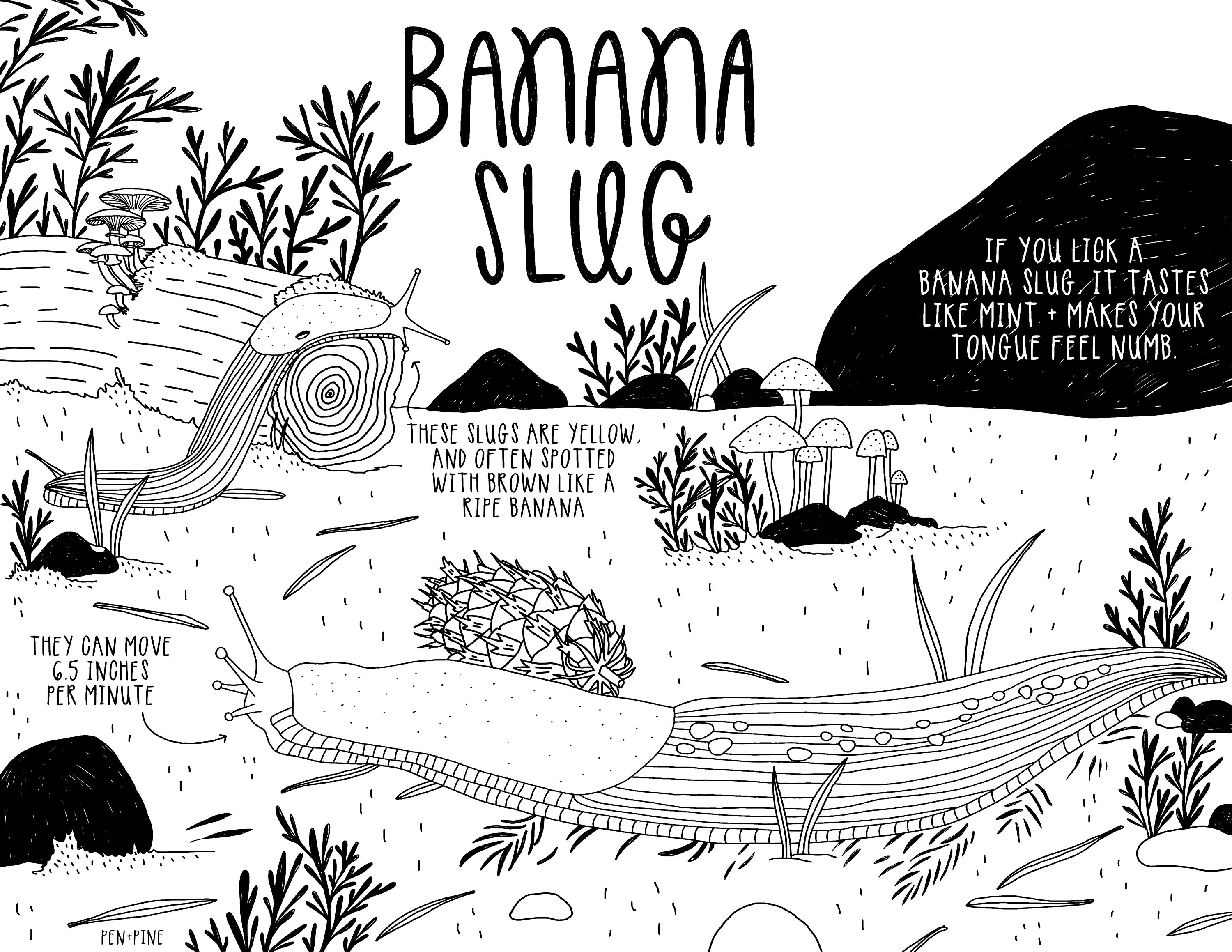 Banana slug printable coloring page adult coloring page childrens coloring page pdf printable