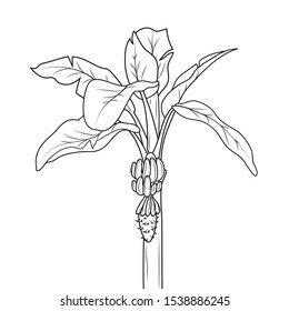 Coloring pages kids printable banana tree stock illustration