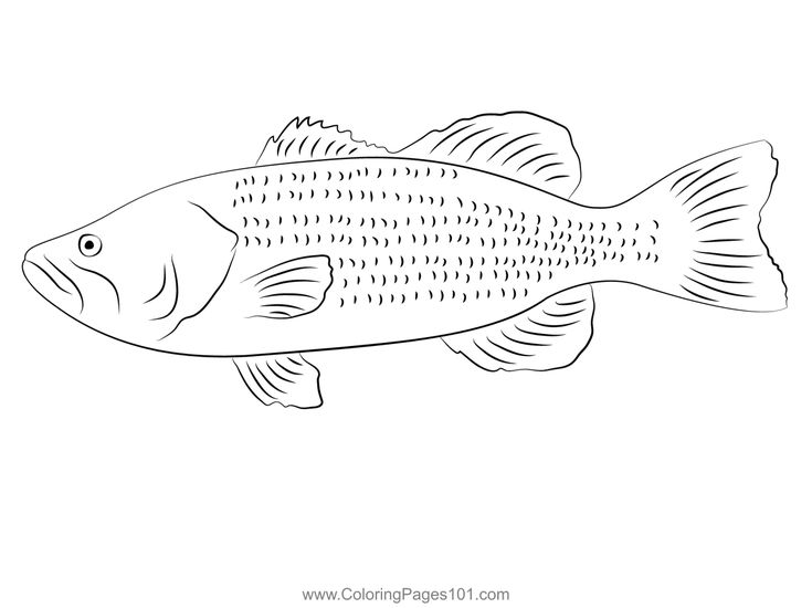 Large bass coloring page coloring pages coloring pages for kids printable coloring pages