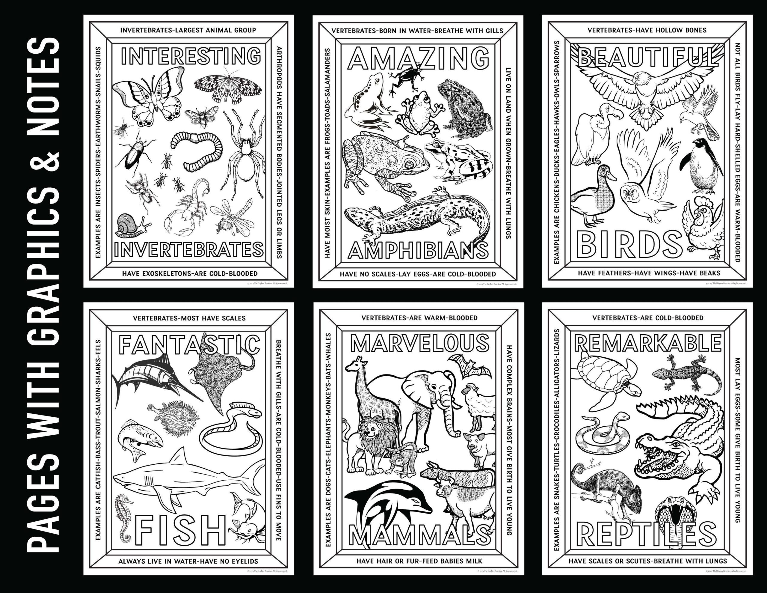 Vertebrates and invertebrates coloring pages made by teachers