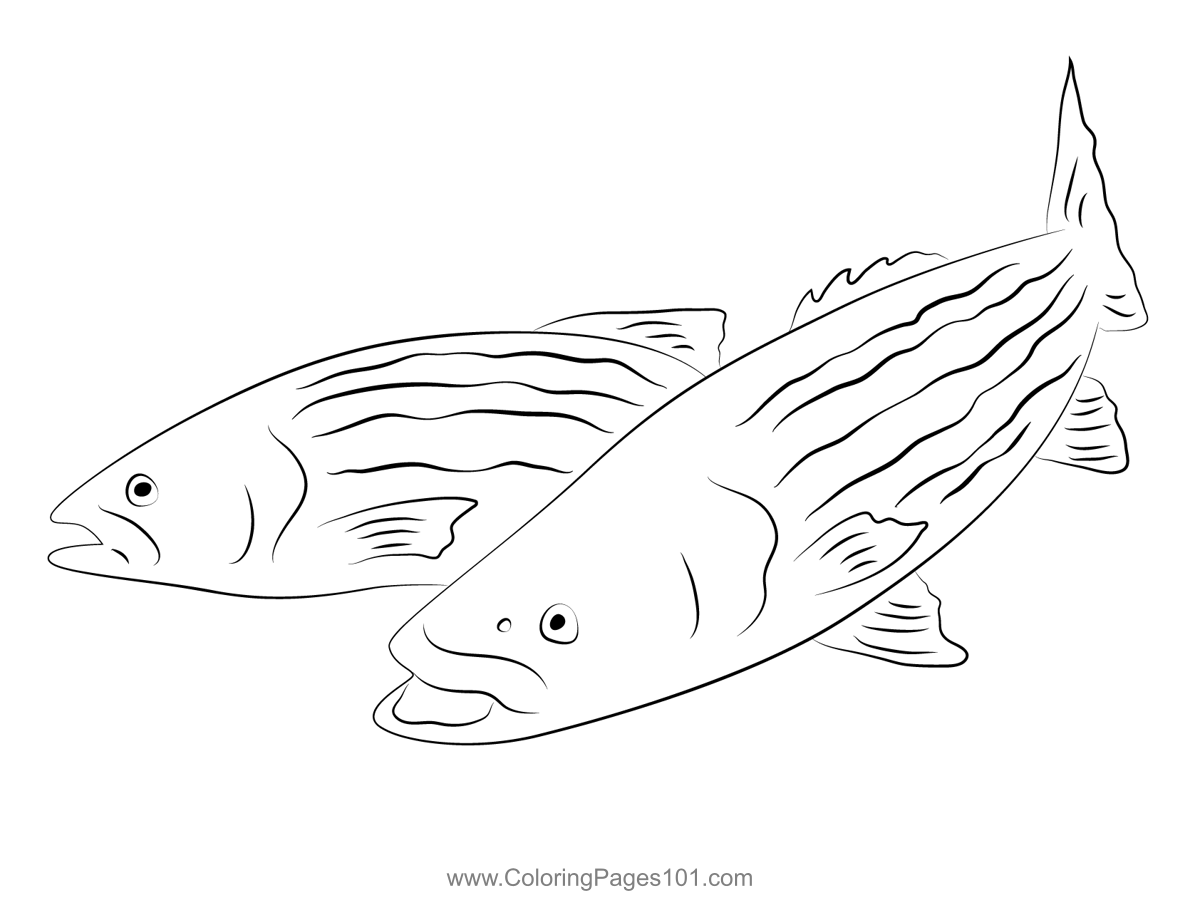 Striped bass coloring page for kids