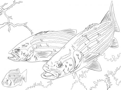Striped bass coloring page super coloring coloring pages animal coloring pages fish drawings