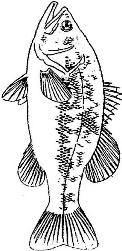 Bass fish coloring sheet fish drawings fish patterns fish stencil