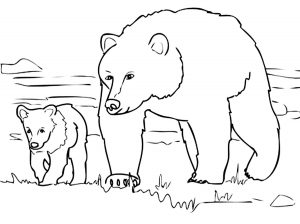 Bears
