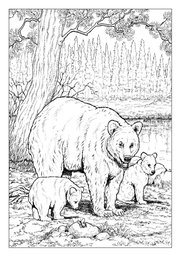 Bear coloring pages printable coloring sheets