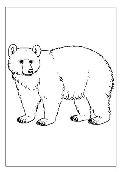 Printable bear coloring pages for kids a journey into the wild world of bears