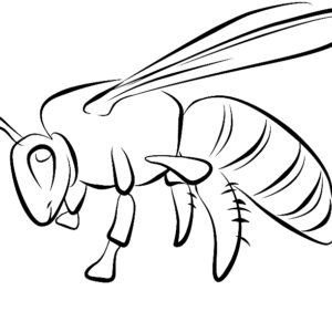 Bee coloring pages printable for free download