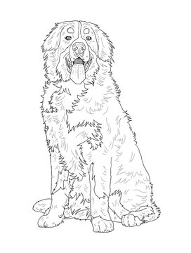 Bernese mountain dog white background images â browse photos vectors and video