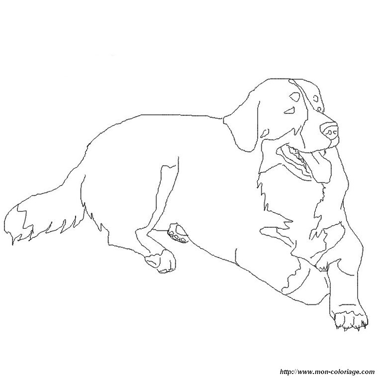 Coloring dogs page bernese mountain dog to print out or color online