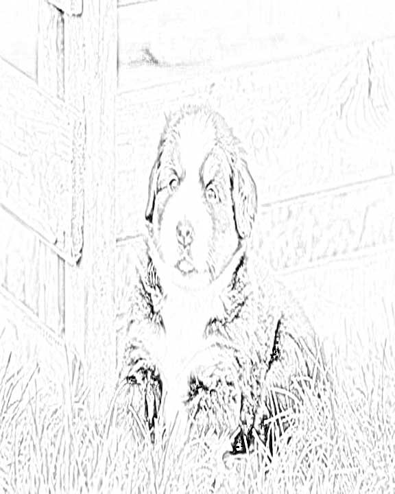 Bernese mountain dog puppies coloring pages bernese mountain dog puppy coloring pages mountain dogs