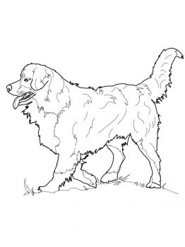 Bernese mountain dog coloring page super coloring dog coloring page bernese mountain dog mountain dogs