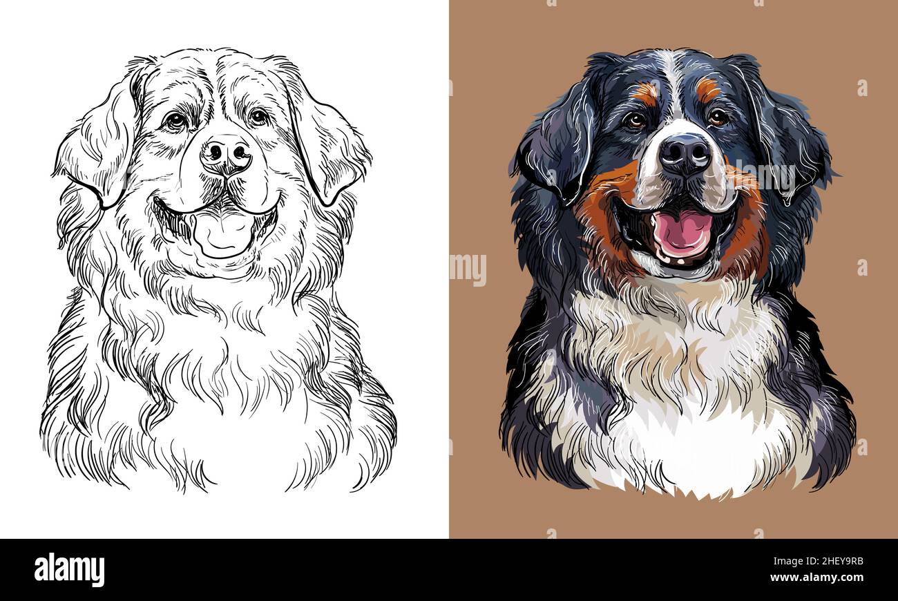 Realistic head of bernese mountain dog vector hand drawing illustration isolated on brown background for decoration coloring book pages design pri stock vector image art