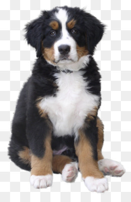 Bernese mountain dog png