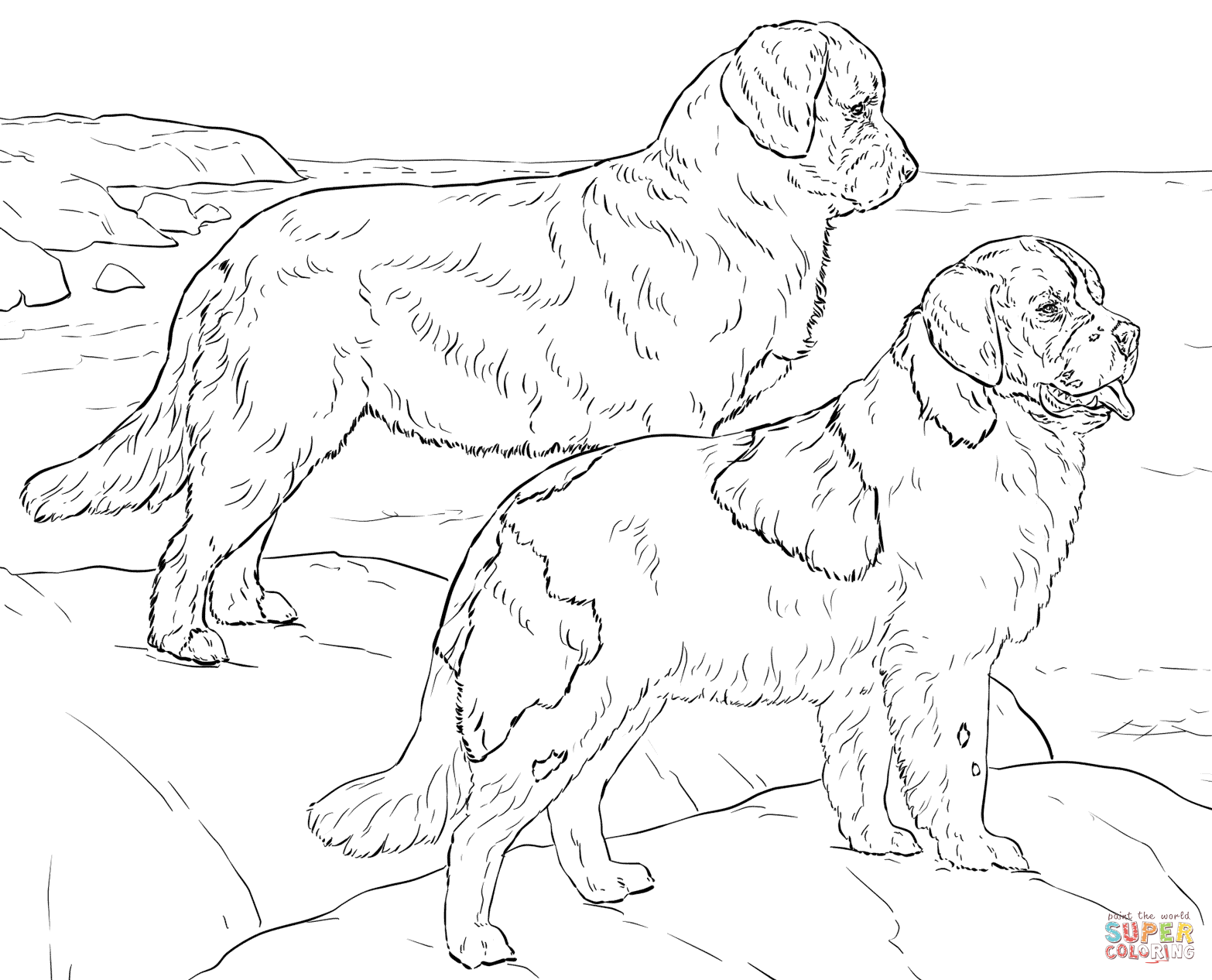 Newfoundland dogs coloring page free printable coloring pages