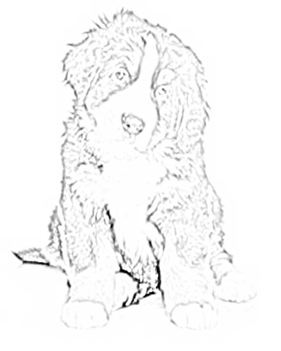 Bernese mountain dog coloring pages dog coloring page bernese mountain dog dog outline