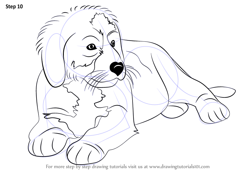 How to draw a bernese mountain dog other animals step by step