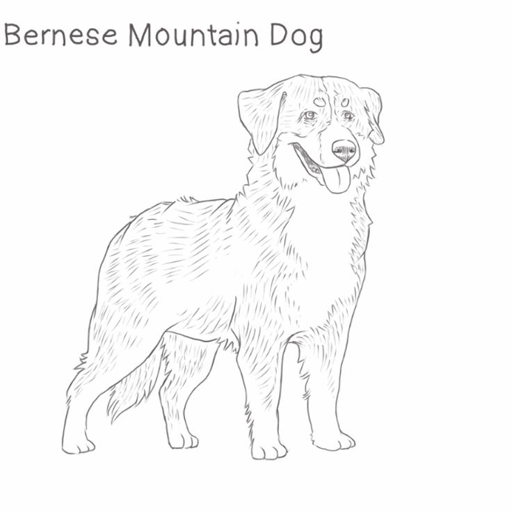 Pin by marge shaffer on pictures dog drawing dog sketch puppy sketch
