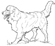 St bernard dog coloring page free printable coloring pages