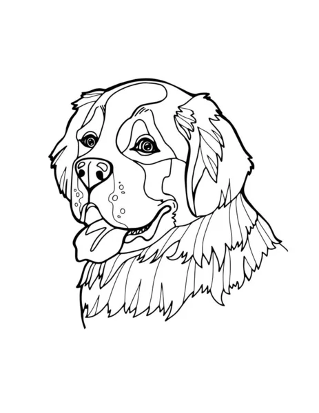 Drawing bernese mountain dog stock photos royalty free drawing bernese mountain dog images