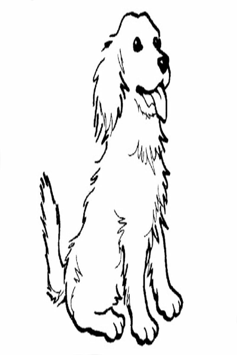 Bernese mounta dog colorg pages