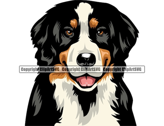 Bernese mountain dog breed happy face puppy animal pet pedigree purebred canine k