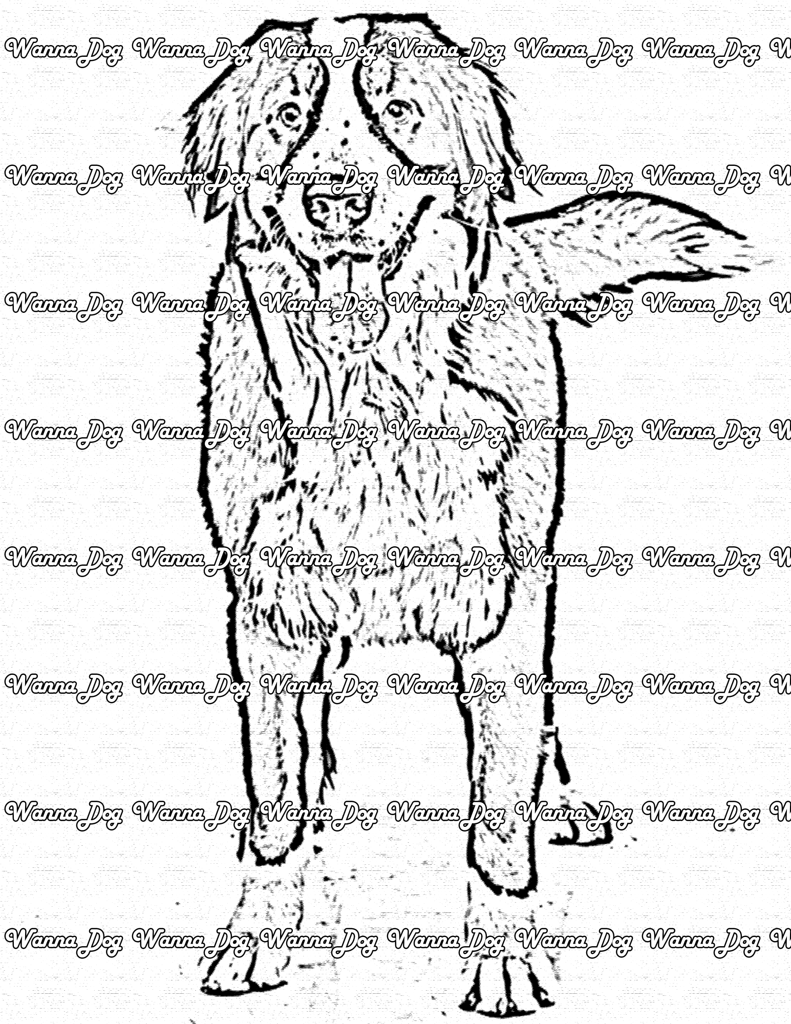 Bernese mountain dog coloring pages â wanna dog