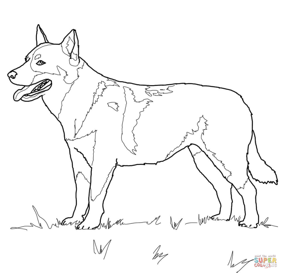 Australian cattle dog coloring page free printable coloring pages