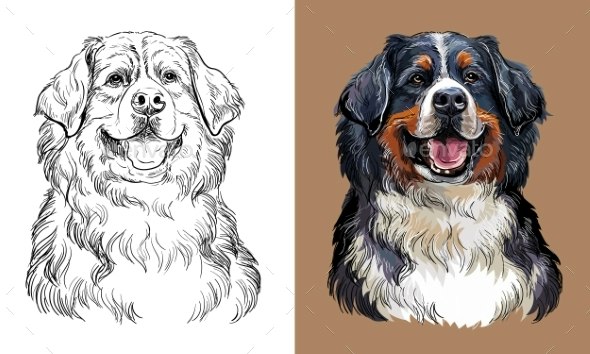 Vector hand drawing bernese mountain dog vectors