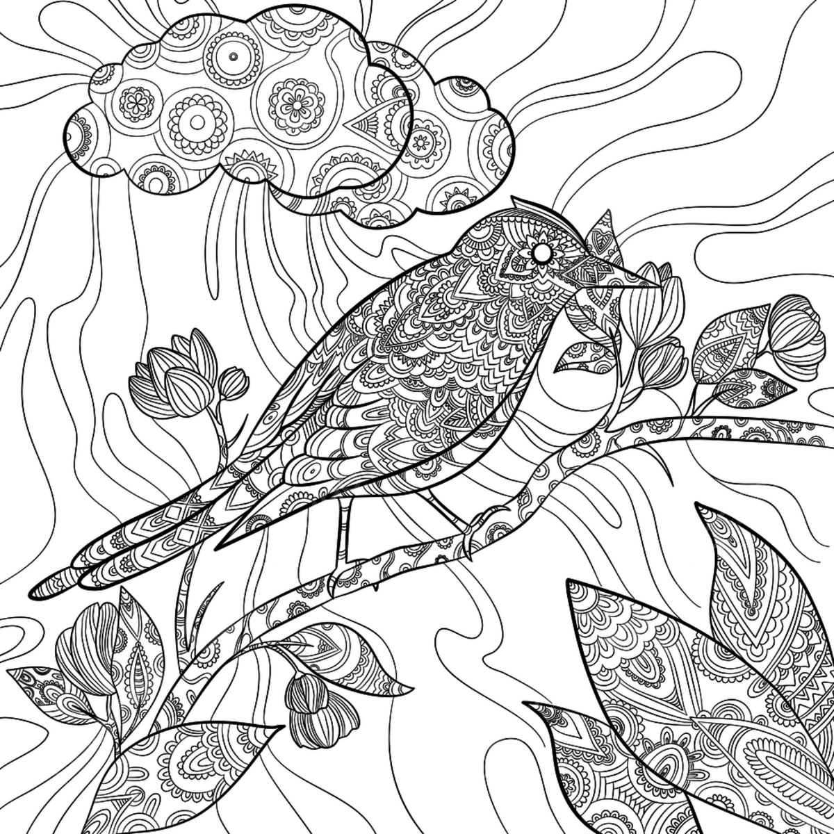 Coloring pages bird wildlife nature background animal exotic illustration background image and wallpaper for free download
