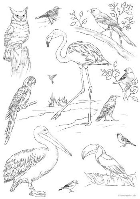 Bird pattern printable adult coloring page from favoreads