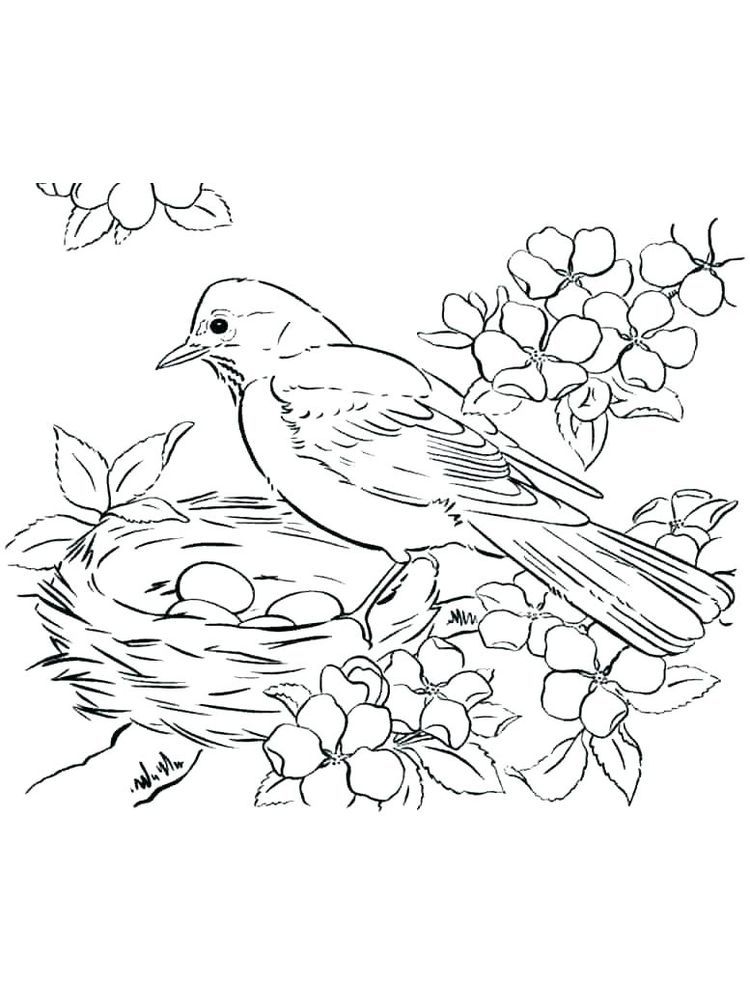 Bird coloring pages online the following is our bird coloring page collection you are free â bird coloring pages mandala coloring pages pokemon coloring pages