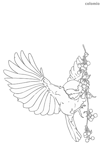 Birds coloring pages free printable bird coloring sheets