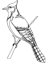 Bird coloring pages to print ð