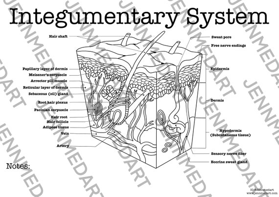 Integumentary anatomy coloring page labeled digital download skin anatomy diagram anatomy worksheet med student study guide anatomy art