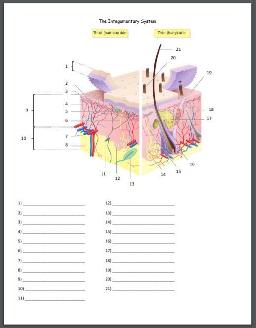 The integumentary system quiz or worksheet integumentary system online nursing schools anatomy and physiology