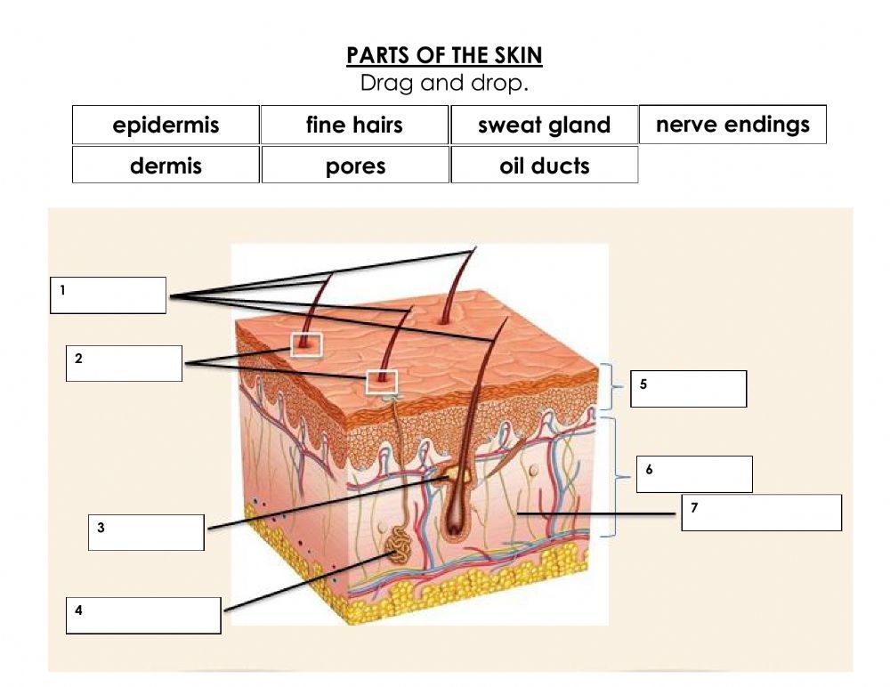 Parts of the skin worksheet worksheets cvc words kindergarten skin assessment