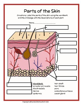 Skin diagram tpt