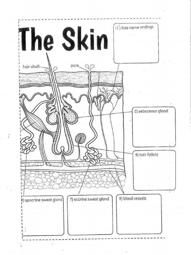 The skin blank diagram pdf